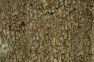 texture of the bark of the tree