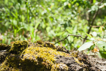 Green moss on a tree