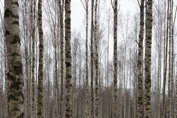 Birch forest with high trees 
