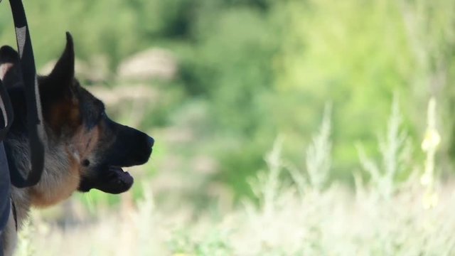 German Shepherd Attacks, Slow Motion