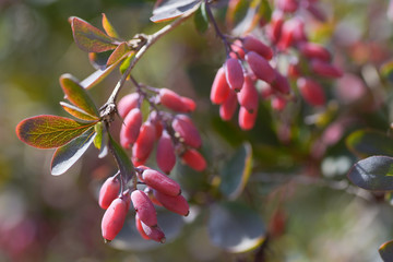 Barberry (Berberis vulgaris) branch ripe berries natural green background