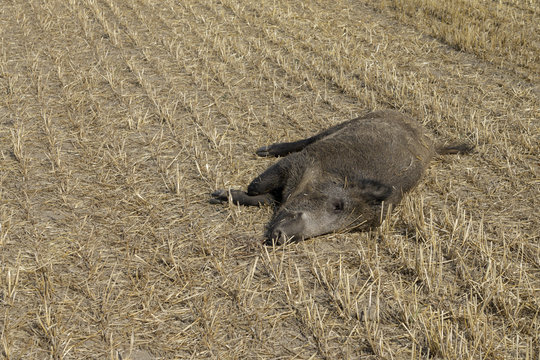 dead boar on harvested field
