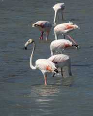 Four pink flamingos walking on the salt lake in Spain. Soma are hiding their head.