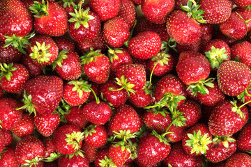 .Strawberry. Fresh organic berries macro. background from freshly harvested strawberries