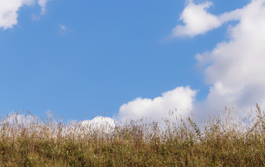 Green grass in the field against a bright blue sky with clouds