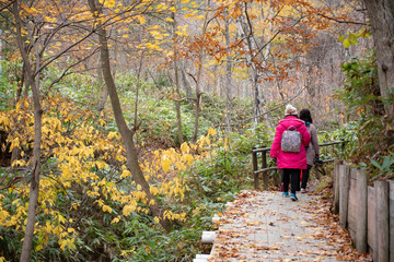 Obraz premium Traveller walking on the routes in forest on foliage season at the Oyunuma River, Noboribetsu Hokkaido, Japan, traveling concept.