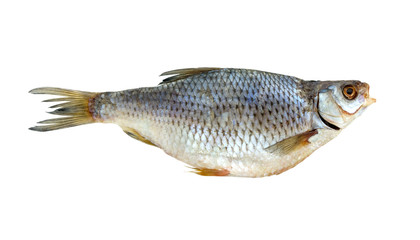 Dried fish isolated on white background. A roach fish is lying on a white background.