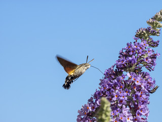 Macroglossum stellatarum. Moro-sphinx ou le sphinx colibri
