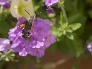 Macroglossum stellatarum. Moro-sphinx ou le sphinx colibri