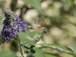 Macroglossum stellatarum. Moro-sphinx ou le sphinx colibri