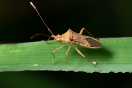 Hemiptera macro background on leaf