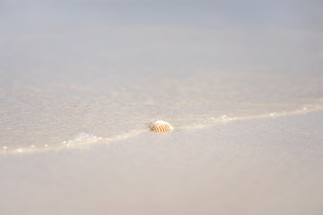 Sea shell with sand as background. Sea shell on beach with sea waves.