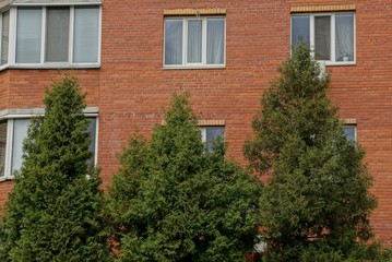 Fototapeta na wymiar a lot of windows on the brown brick wall of the house and green spruce