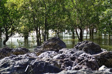 floating trees