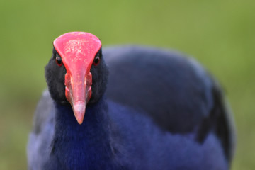 Face detail of Australasian swamphen (pukeko in Maori) Porphyrio melanotus on green blurry background.