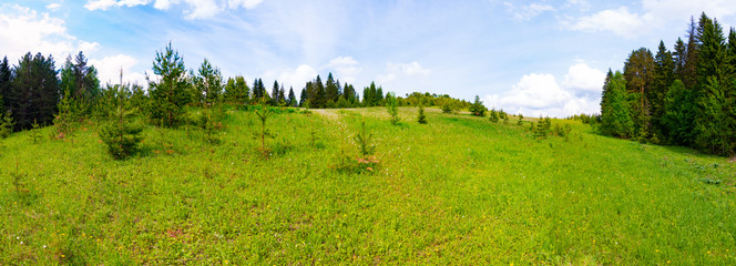 Fototapeta premium Panorama of a meadow with green grass and trees