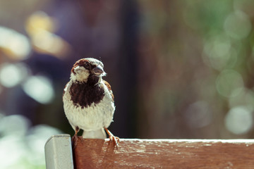 Sparrow sits on the back of a chair.