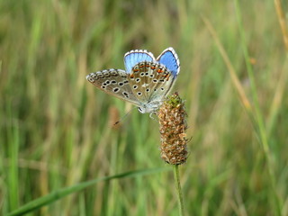 Common Blue (Polyommatus icarus) butterfly sitting on a plant, close-up, summer meadow