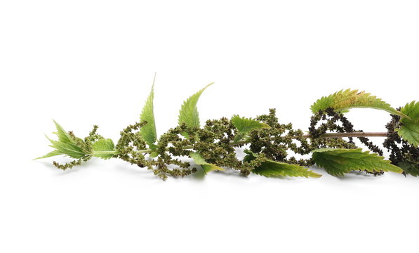 Common stinging nettle with ripe seeds isolated on white background, Urtica dioica