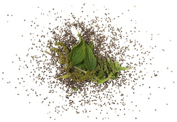 Ripe nettle seeds with leaves isolated on white background