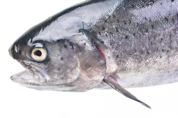 Fish trout
