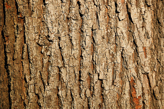 Wooden texture of tree trunk
