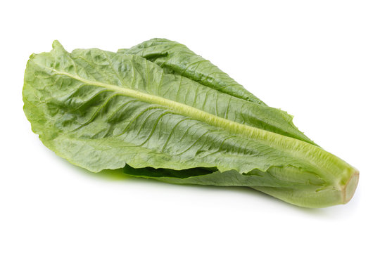 Cos Lettuce Isolated on a White Background