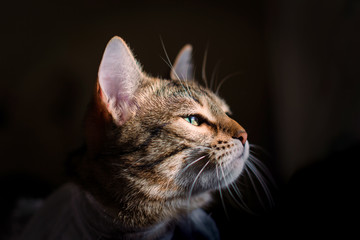 Cat face in profile on dark background.