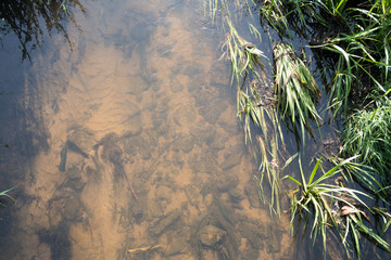 kanał królewski, warszawa