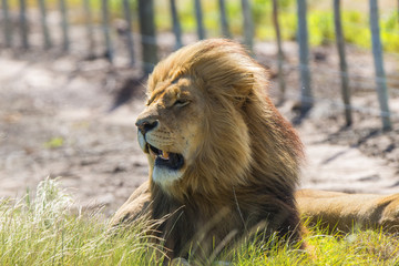 Lion South Africa Safari