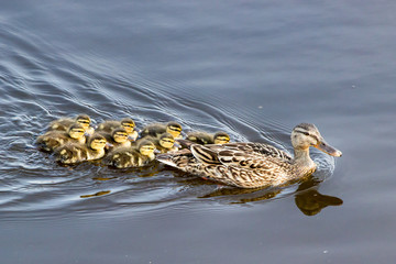 Jeunes canards colverts suivant leur m&egrave;re