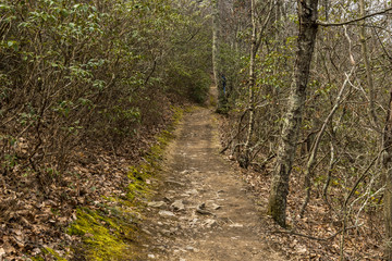 Fototapeta na wymiar trail marks on a post and trees