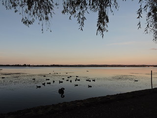 Naklejka premium Swan lake during the sunset