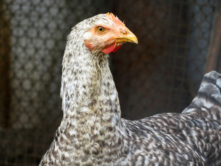 Spotted chicken in the aviary. Portrait of laying hen on the farm