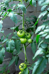 Unripe tomatoes in homemade greenhouse.