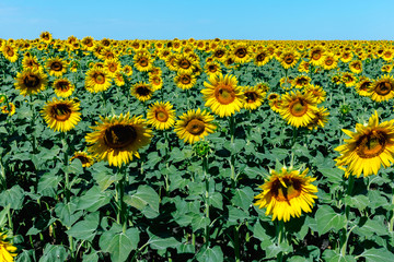 Obraz premium Beautiful sunflower field in the afternoon