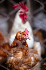 Chickens on the farm. Toned, style, color photo.