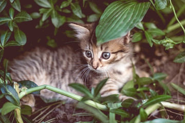 Cute tabby little kitten in the grass