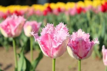 Poster de jardin Tulipe ピンクと白のチューリップ　 ファンシーフリルス