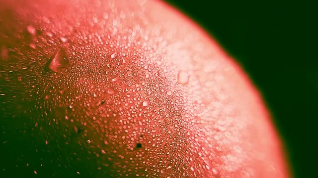 Macro view of tiny water droplets on red fruit skin