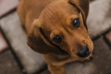 a little sad dachshund puppy looks into the camera