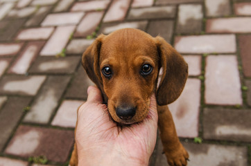 a small sad puppy of a dachshund put his head on the  arm and look into the camera