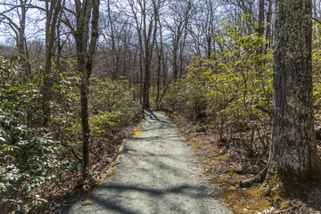 Obraz premium Handicapped accessible trail path 