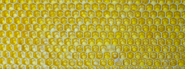 Close up of honeycomb. fresh honey in cells. Drops of honey flow down.