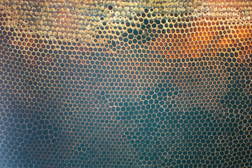 Close up of honeycomb. fresh honey in cells.