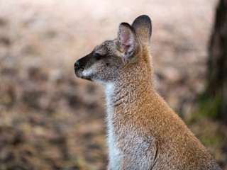 Wallaby de Bennett