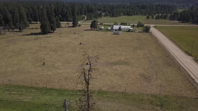Aerial View Bald Eagle in Dead Tree Panning Right
