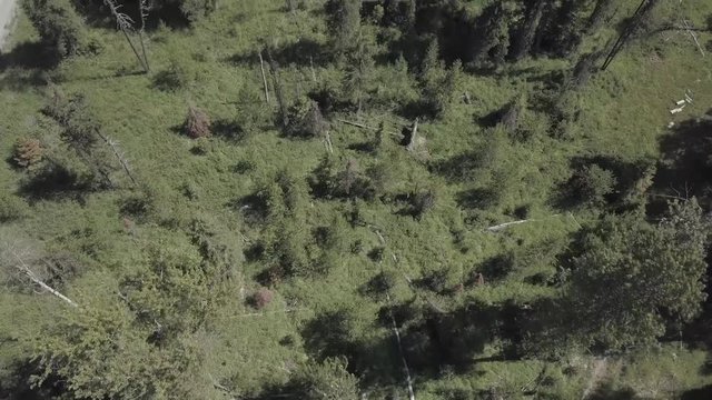 Aerial View of Forest and Dirt Road Appears from The Left