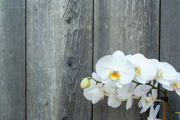 White orchid