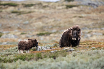 Musk ox with calf in Dovre Mountain, Norway
